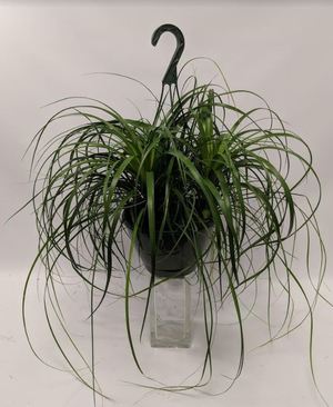 Ponytail Palm HB